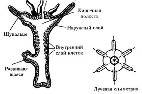 Kraken site