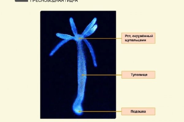 Kraken зеркала kr2web in